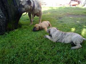 Vand pui Dogo Canario