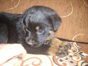 Rottweiler de vanzare