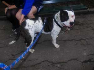 ofer spre monta mascul Amstaff !