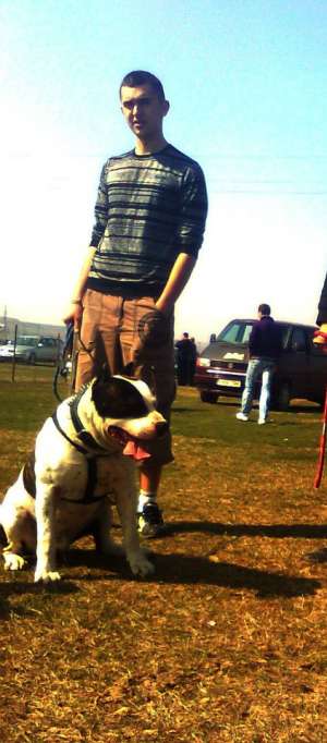 ofer spre monta mascul Amstaff !