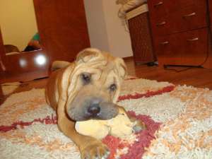 vand PUI SHAR-PEI CU PEDIGREE DIN PARINTI CAMPIONI INTERNATIONALI