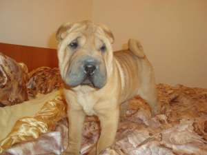 vand PUI SHAR-PEI CU PEDIGREE DIN PARINTI CAMPIONI INTERNATIONALI