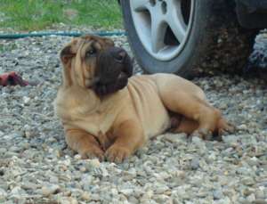 vand PUI SHAR-PEI CU PEDIGREE DIN PARINTI CAMPIONI INTERNATIONALI