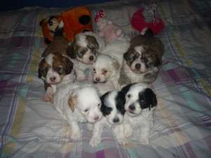 Bichon catelusi 500ron