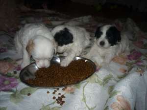 Bichon catelusi 500ron