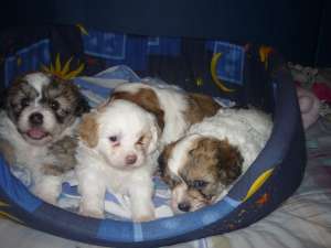 Bichon catelusi 500ron