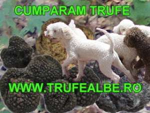 Cumparam trufe in orice cantitate