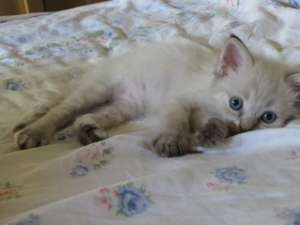 Vand pisoi birmanez