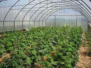 VAND SOLARII PTR LEGUME SAU FLORI