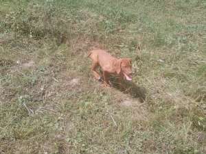 vand catei vizsla maghiara