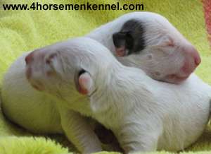 Pui bull terrier de vanzare
