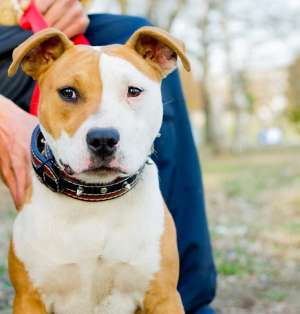 Femela Amstaff