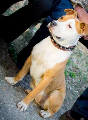 Femela Amstaff