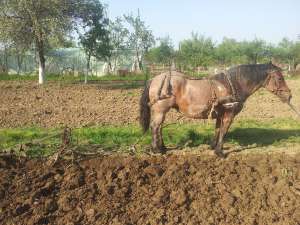 vand iapa rasa hutul culoare muceda are 7 ani aproximativ 700 kg