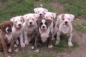 puii bulldog american