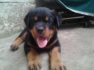 Vand pui Rottweiler