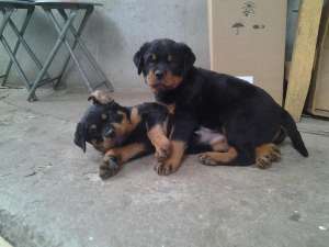 Vand pui Rottweiler