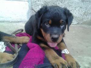 Vand pui Rottweiler