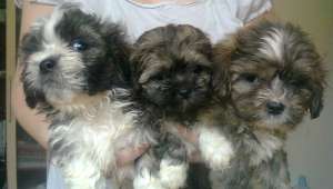 Catei shih tzu