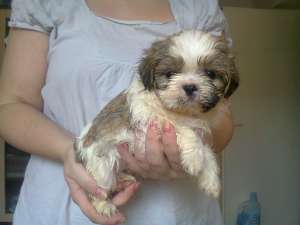 Catei shih tzu
