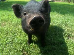 PORCI VIETNAMEZI DE VANZARE