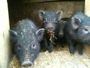 PORCI VIETNAMEZI DE VANZARE