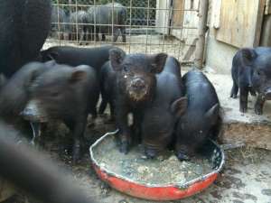 PORCI VIETNAMEZI DE VANZARE