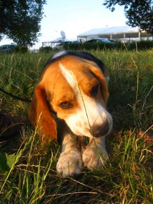 Caut fetita Beagle pentru imperechere
