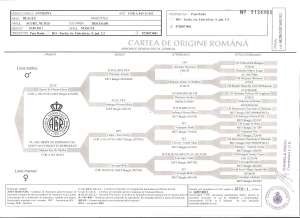 Caut fetita Beagle pentru imperechere