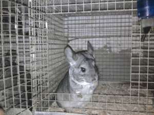 Vand 2 familii Chinchilla