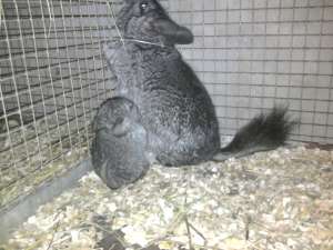 Vand 2 familii Chinchilla