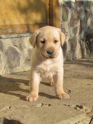 pui labrador deosebiti