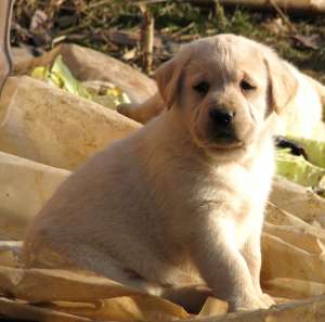 pui labrador deosebiti