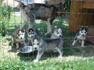 CATEI  HUSKY