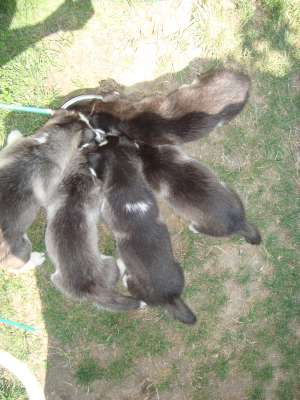 CATEI  HUSKY