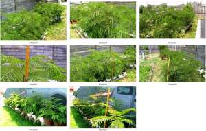 Vand Albizzia - Mimosa Pudica