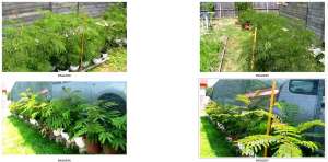 Vand Albizzia - Mimosa Pudica