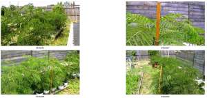 Vand Albizzia - Mimosa Pudica