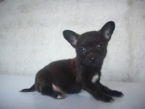 Pui de chihuahua toy miniatura