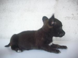 Pui de chihuahua toy miniatura