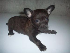 Pui de chihuahua toy miniatura