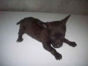 Pui de chihuahua toy miniatura