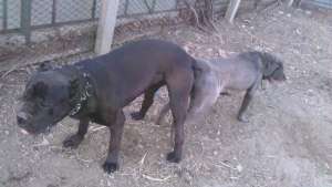 vand catei negri si gri din rasa cane corso