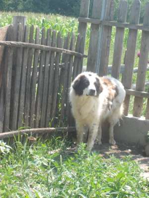 Ciobanesc Romanesc de Bucovina, mascul, 1 an si 3 luni