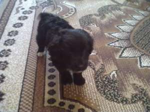 catei caniche 2 luni