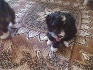 catei caniche 2 luni