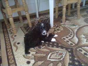 catei caniche 2 luni