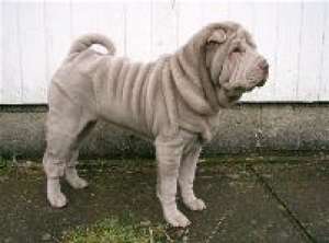 crescator shar pei