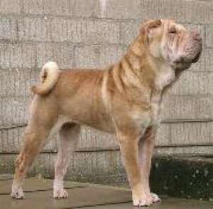 crescator shar pei