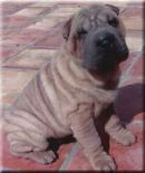 crescator shar pei